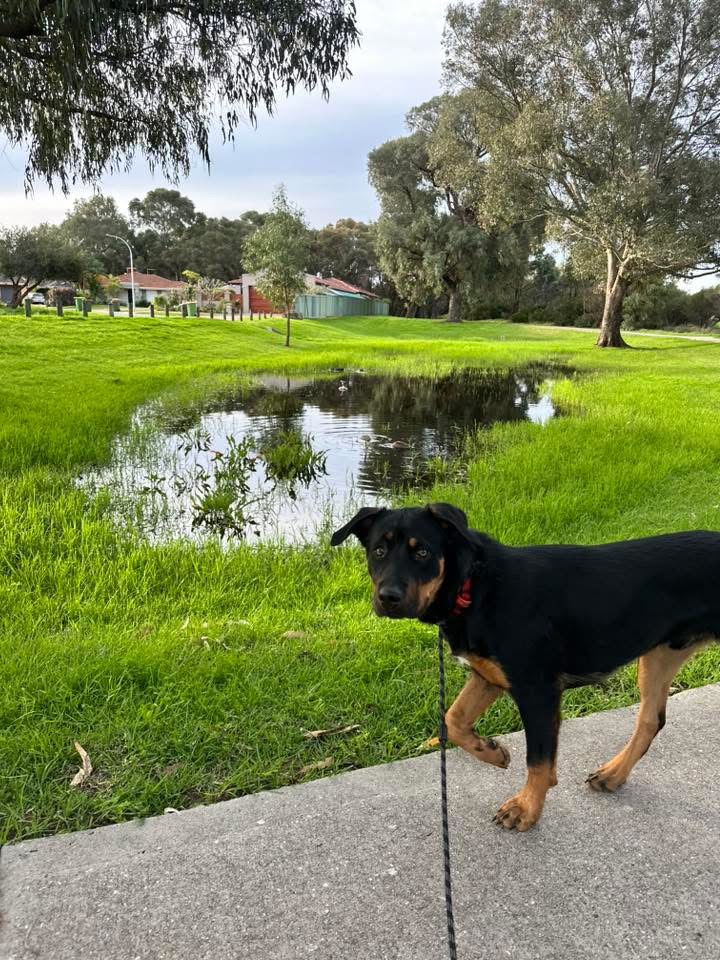 1:1 Dog Walk