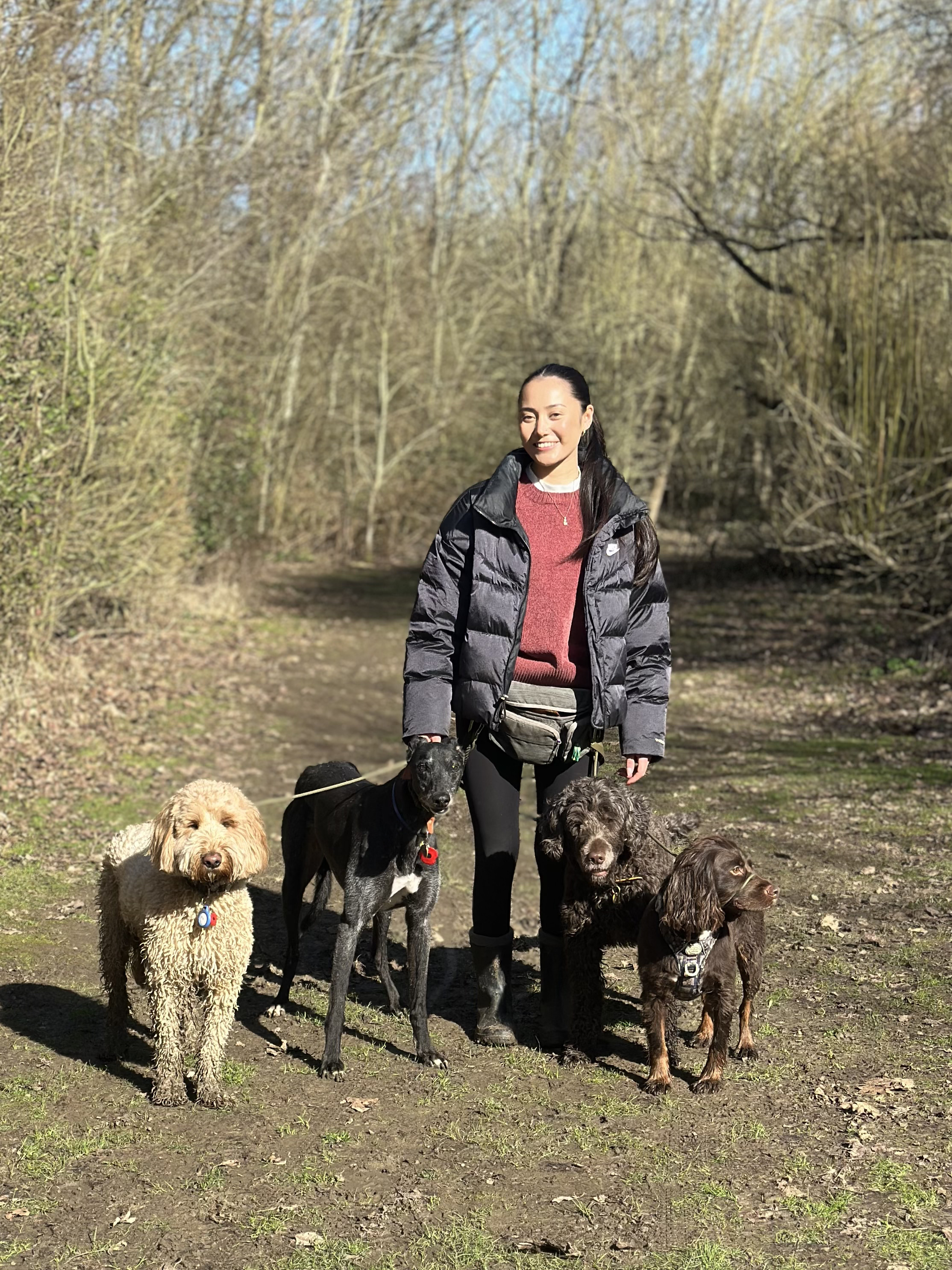 Group dog walk through the countryside