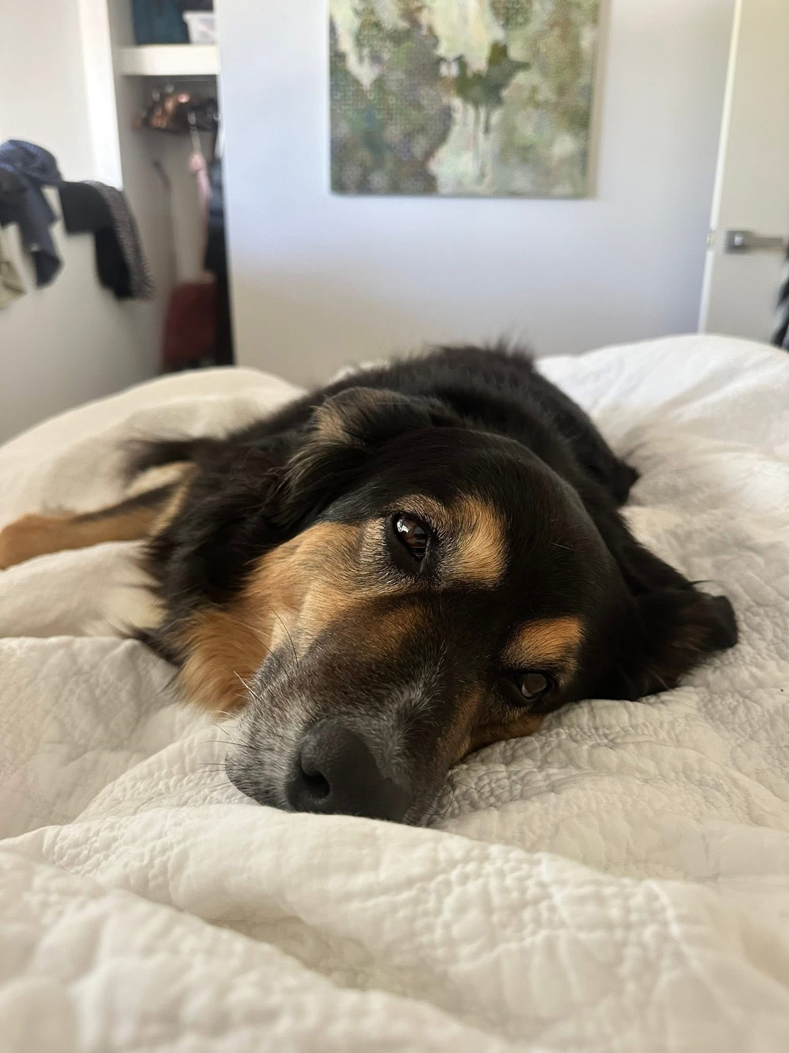 In-Home Pet Sitting