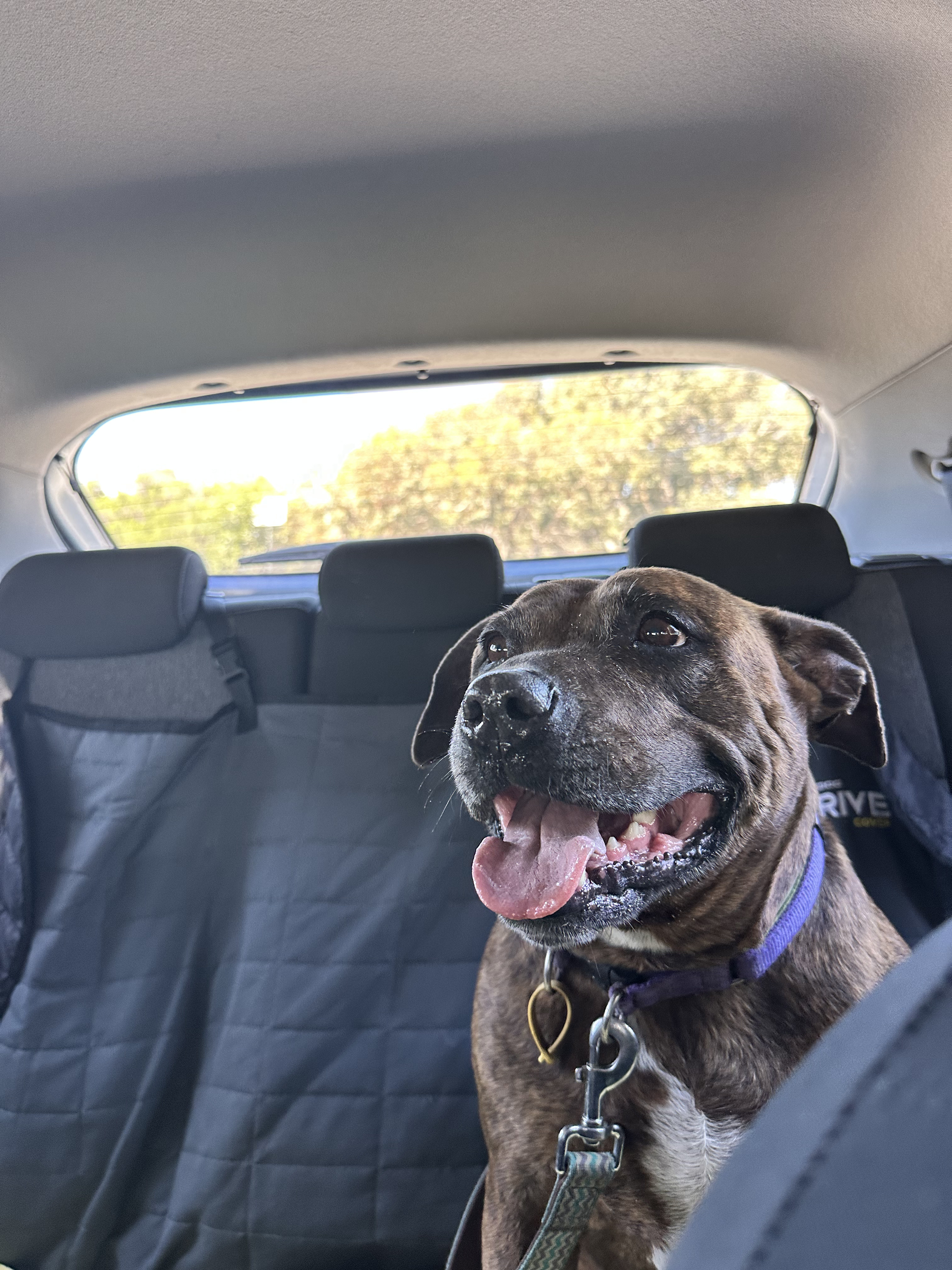 Pet Taxi