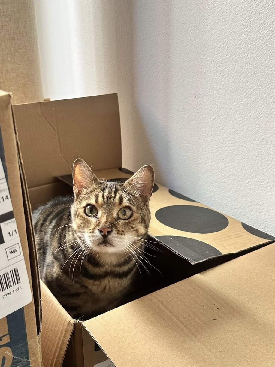 Cat Visits