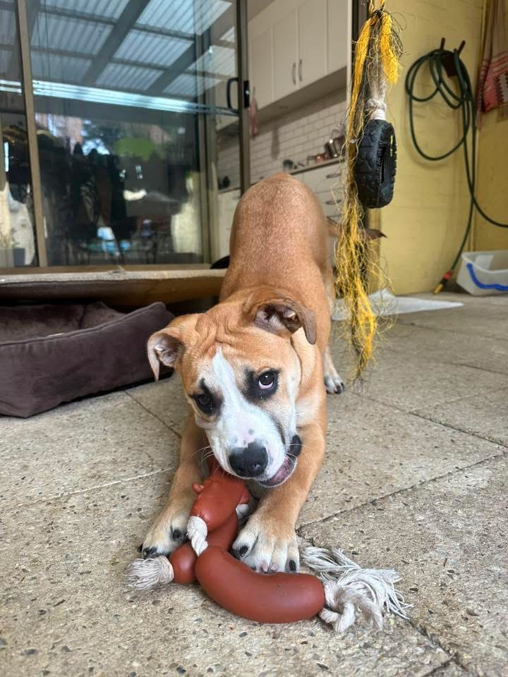 Puppy Visits