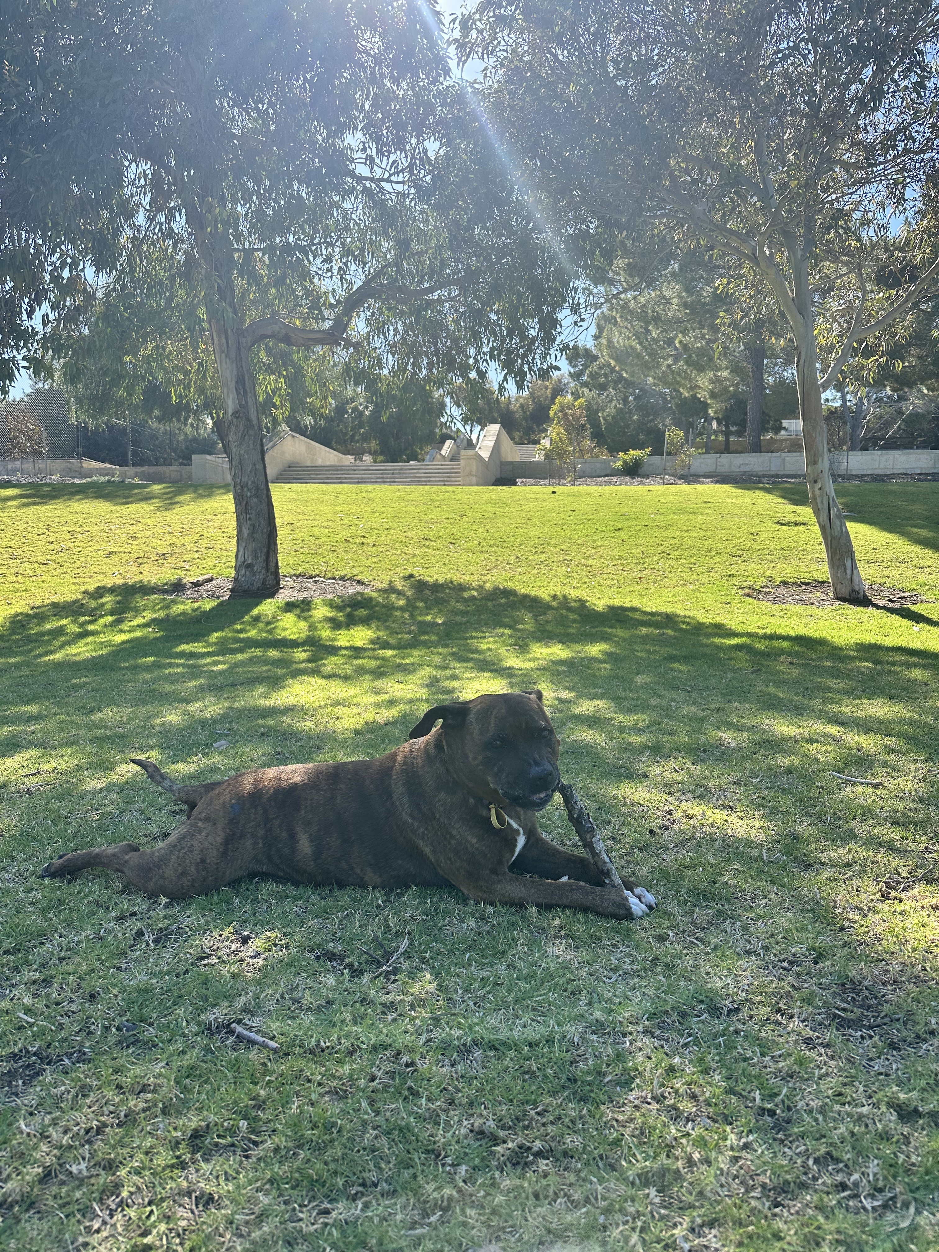 Zena